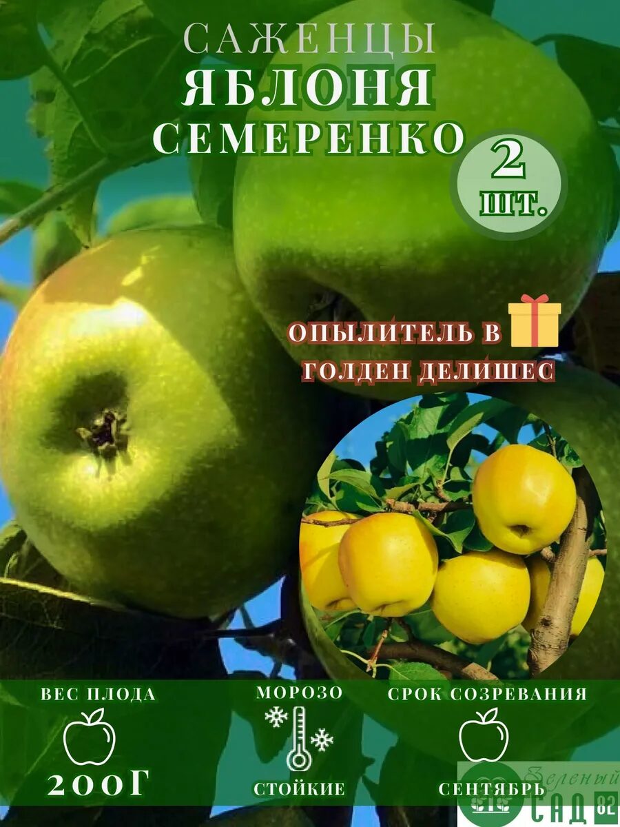 Яблоня поздняя Семеренко опылитель Голден Делишес 2 саженца