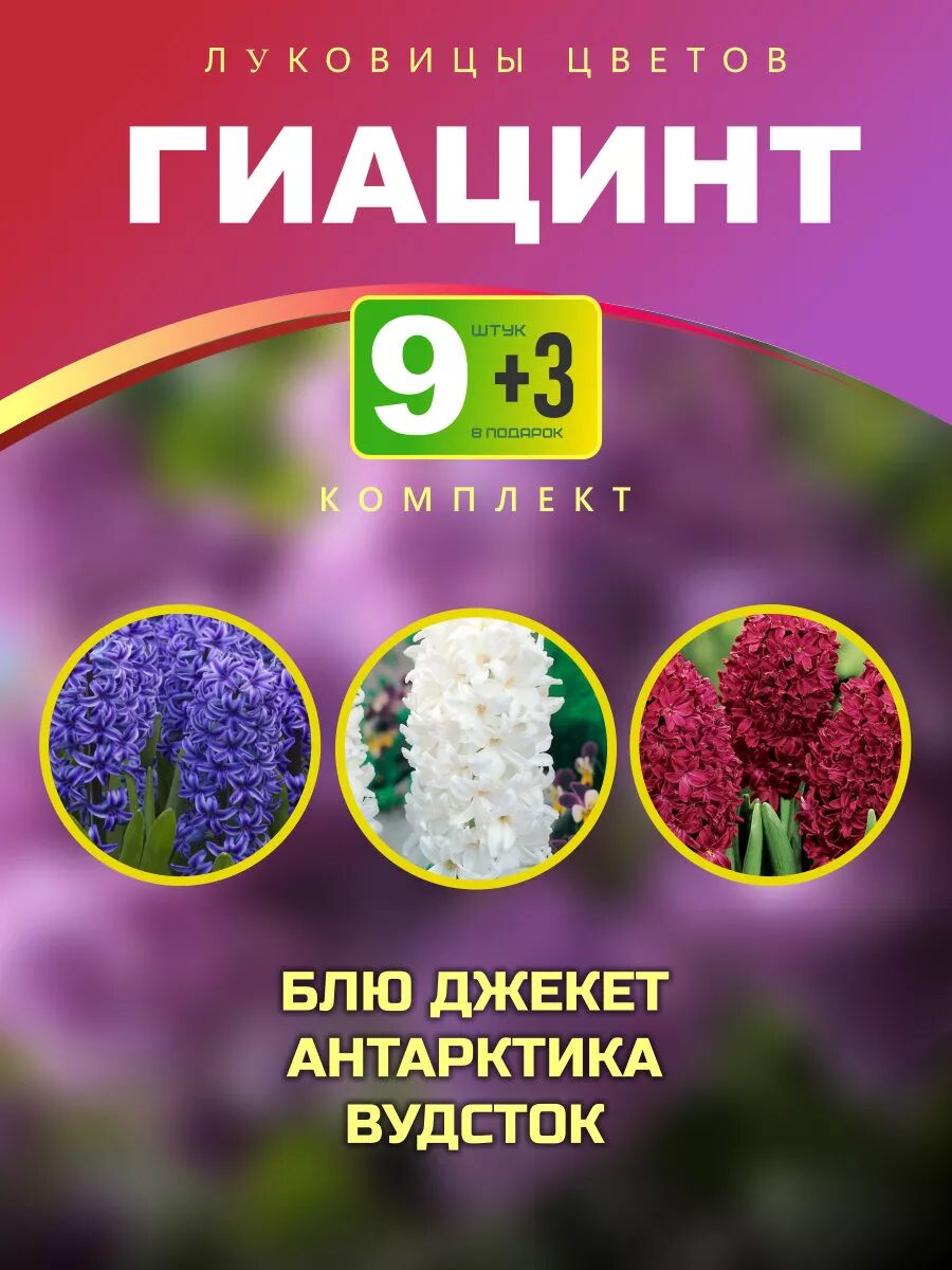 Комплект луковиц гиацинтов 12шт