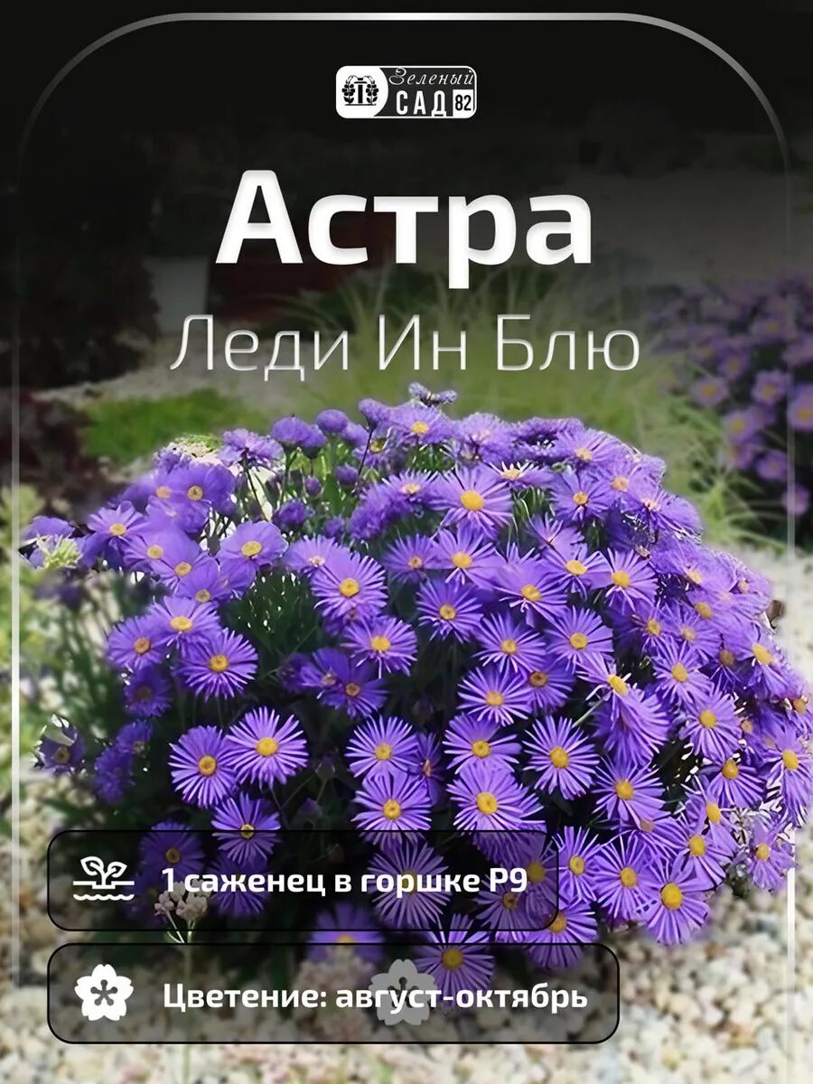 Астра Леди Ин Блю саженец ЗКС