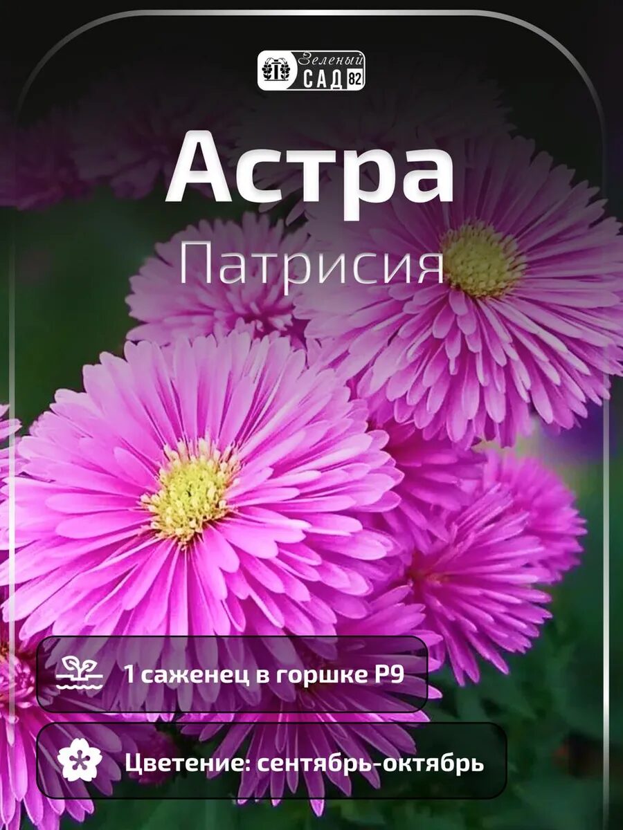 1-2025-09-25t195817.612_11zon.jpg Астра Патрисия саженец ЗКС — изображение 1
