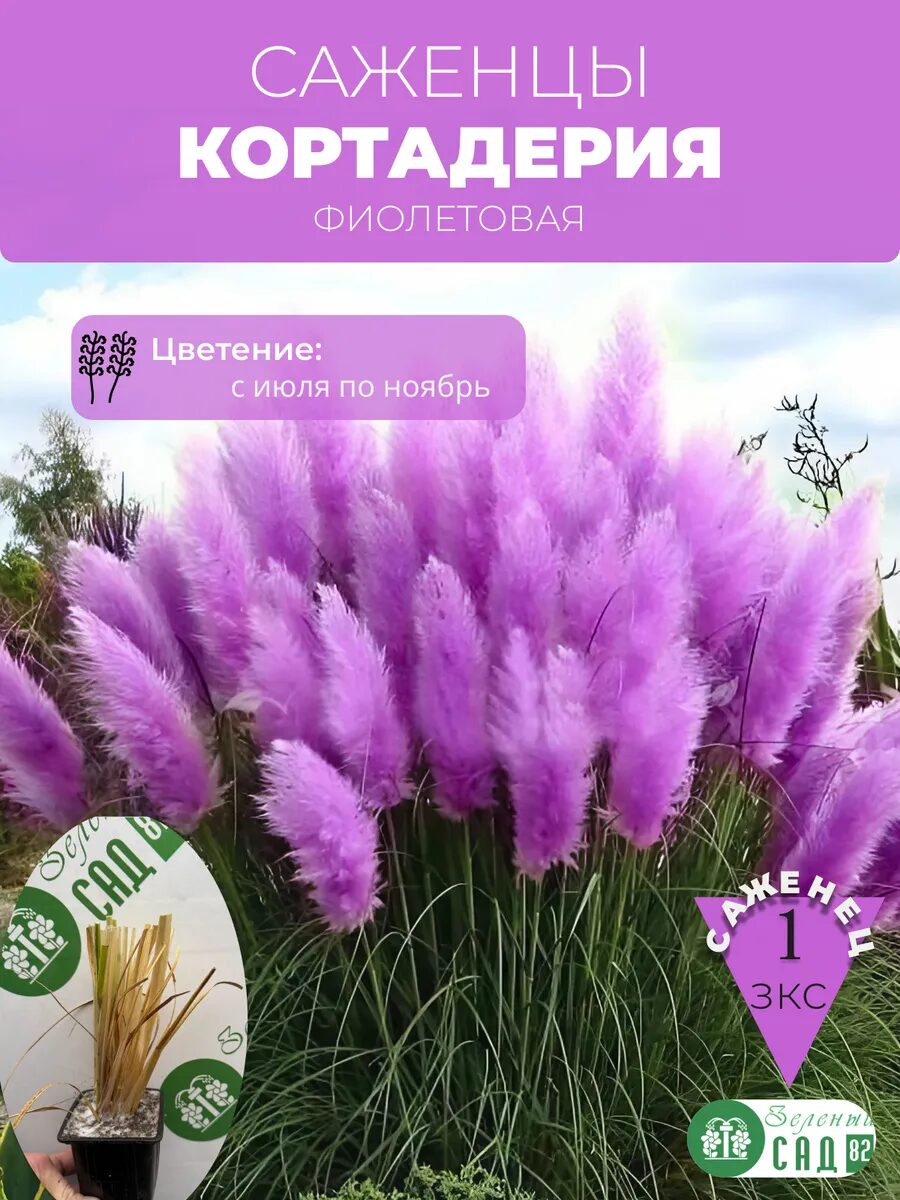 Кортадерия фиолетовая саженец ЗКС