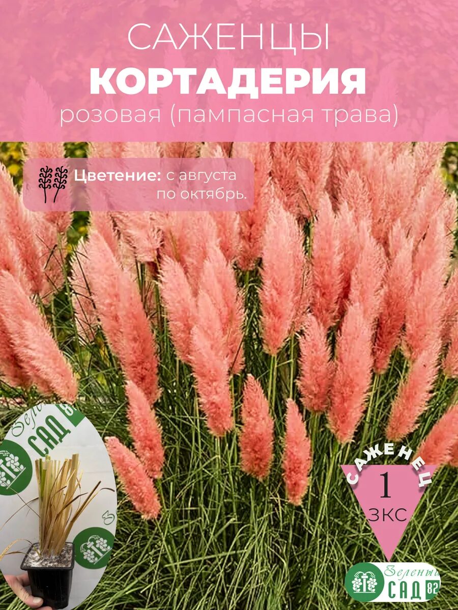 Кортадерия розовая саженец ЗКС