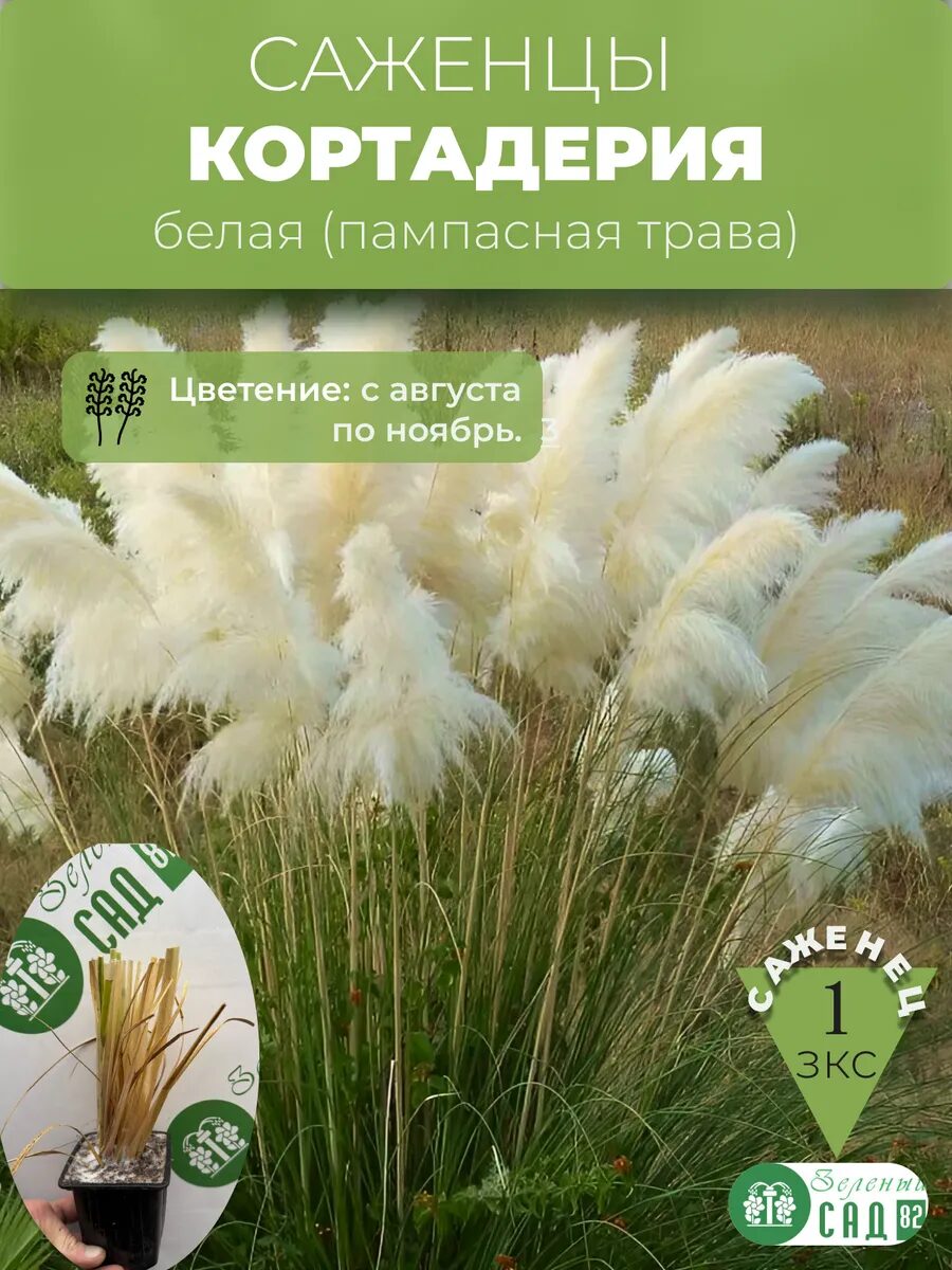 Кортадерия белая