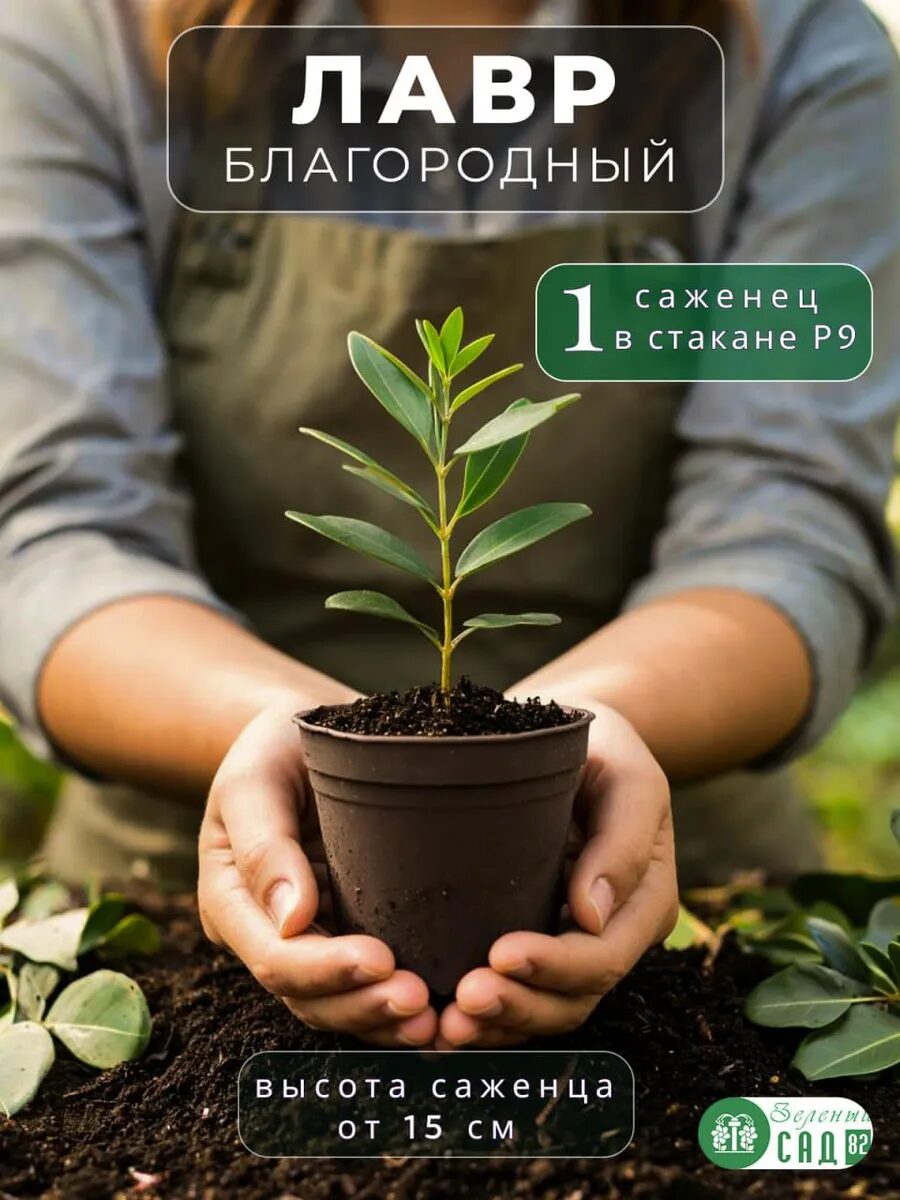 Лавр Благородный саженец ЗКС