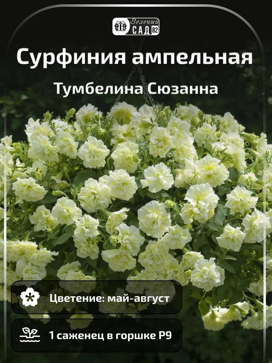 Петуния Сурфиния ампельная Тумбелина Сюсана