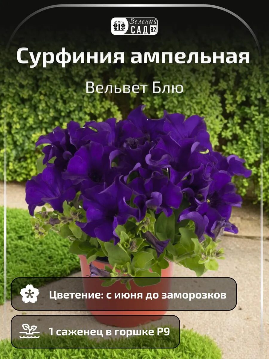 Петуния Сурфиния ампельная Вельвет Блю