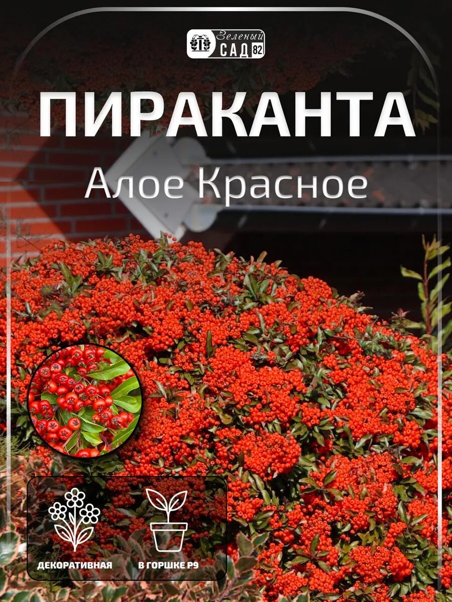 1-2025-09-27t191335.432_11zon.jpg Пираканта алое красное — изображение 1