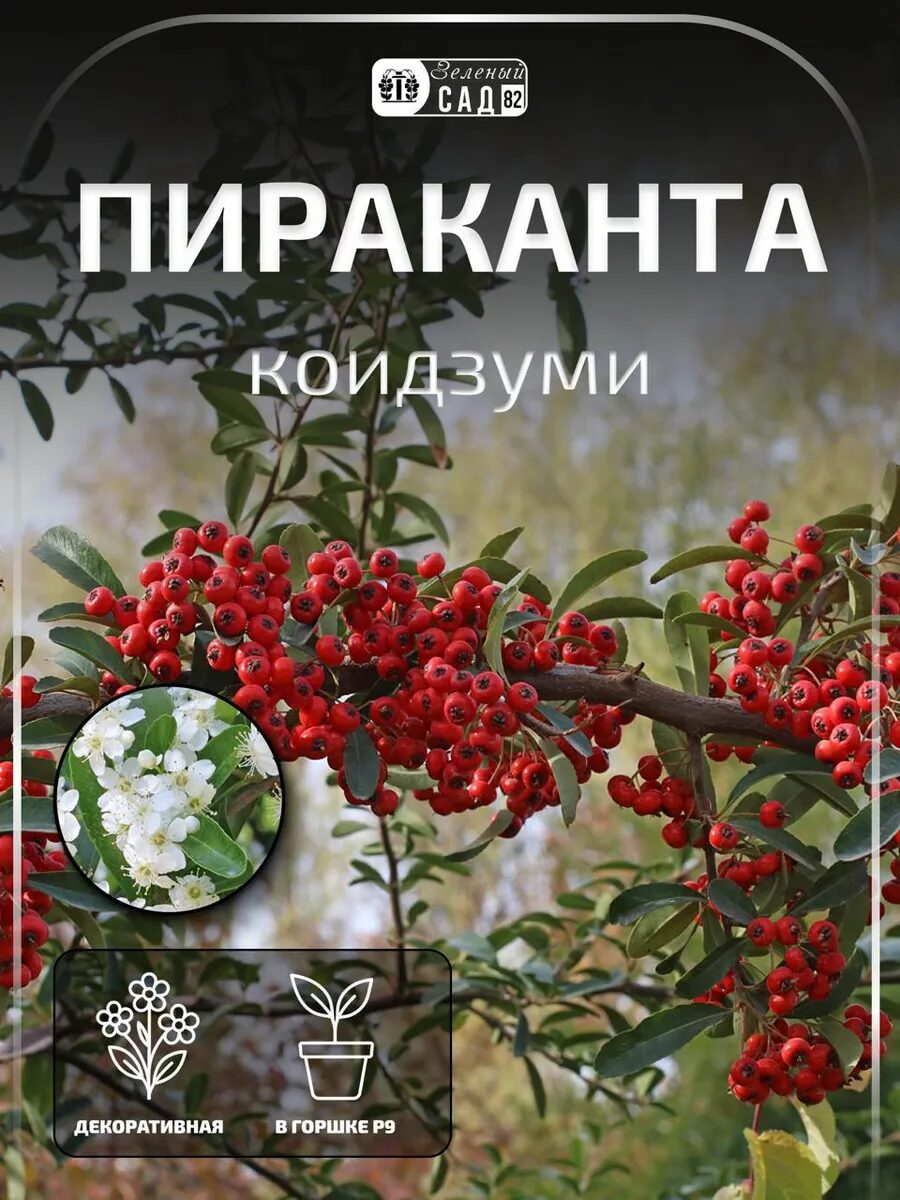 Пираканта Коидзуми