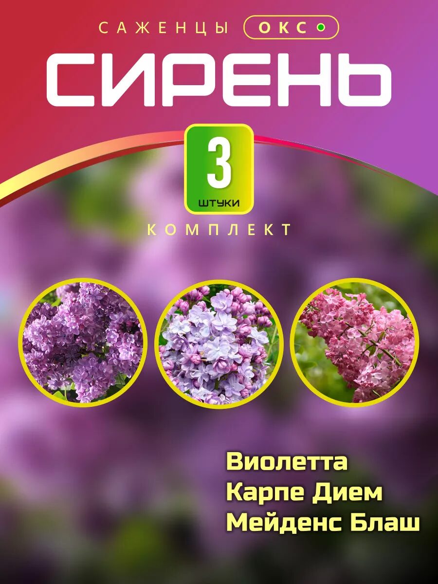 Саженцы сирени Виолетта, Карпе Дием, Мейденс Блаш