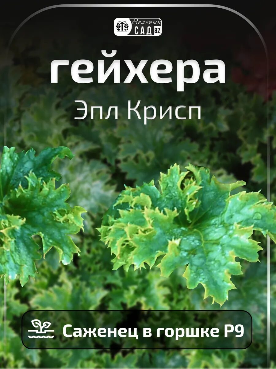 Гейхера Эппл Крисп саженец ЗКС