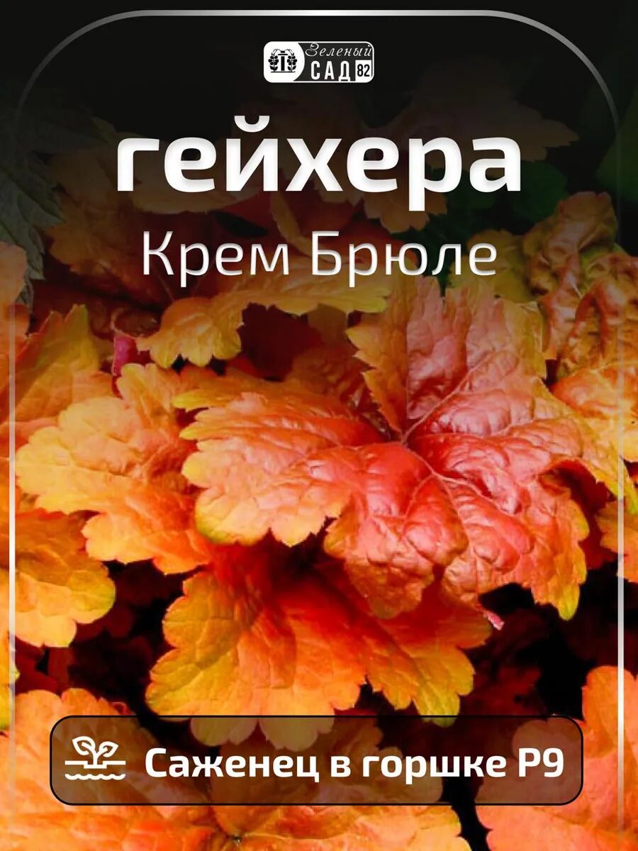 Гейхера Крем Брюле саженец ЗКС