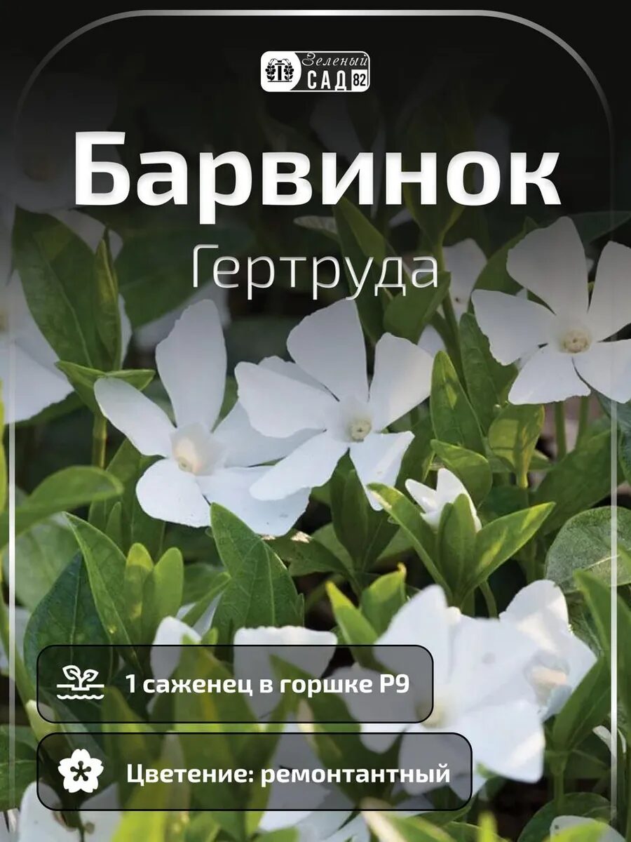 Барвинок Гертруда саженец ЗКС в горшке Р9