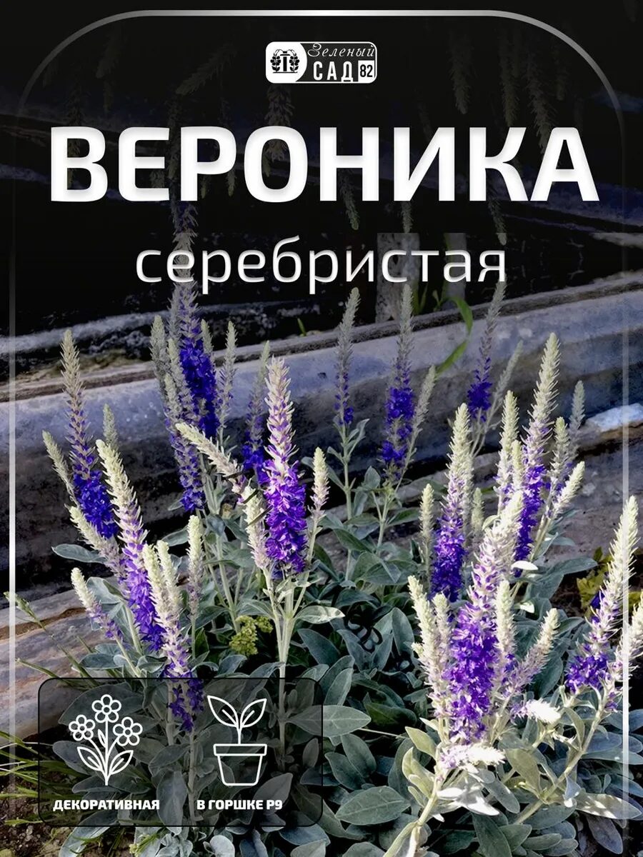 Вероника серебристая «Сильвер Карпет» саженец ЗКС горшок Р9