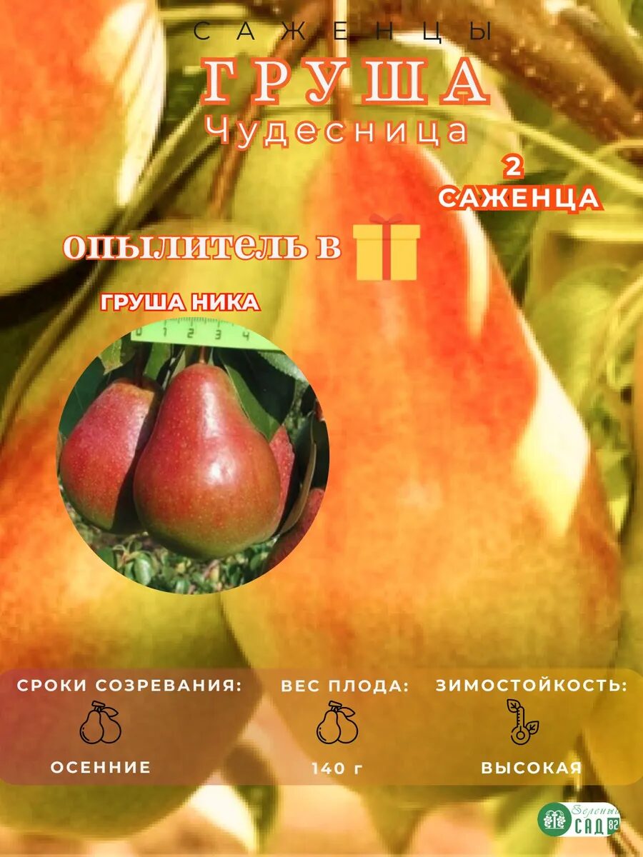 1-50_11zon.jpg Груша зимний сорт Чудесница опылитель Ника 2 саженца — изображение 1