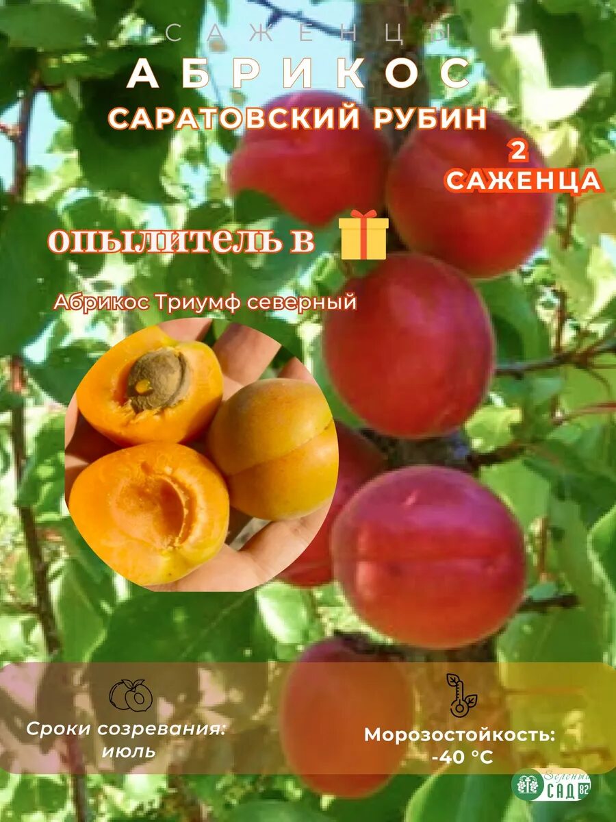 1-64_11zon.jpg Абрикос Саратовский Рубин опылитель Триумф Северный 2 шт. — изображение 1