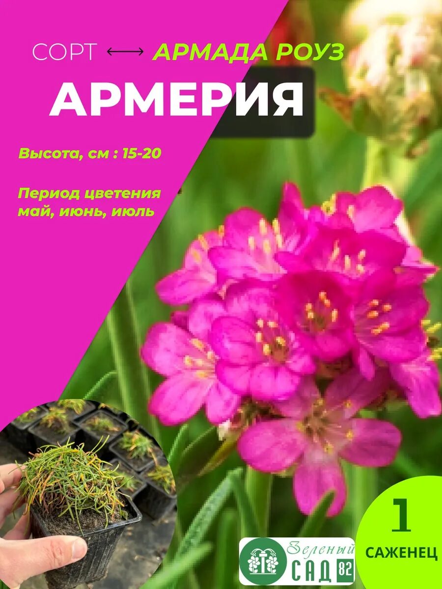 Армерия Армада Роуз саженец ЗКС