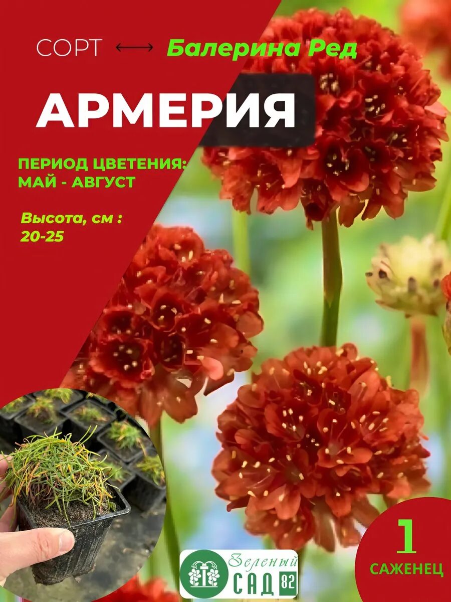 1-68_11zon.jpg Армерия Балерина Ред саженец ЗКС — изображение 1