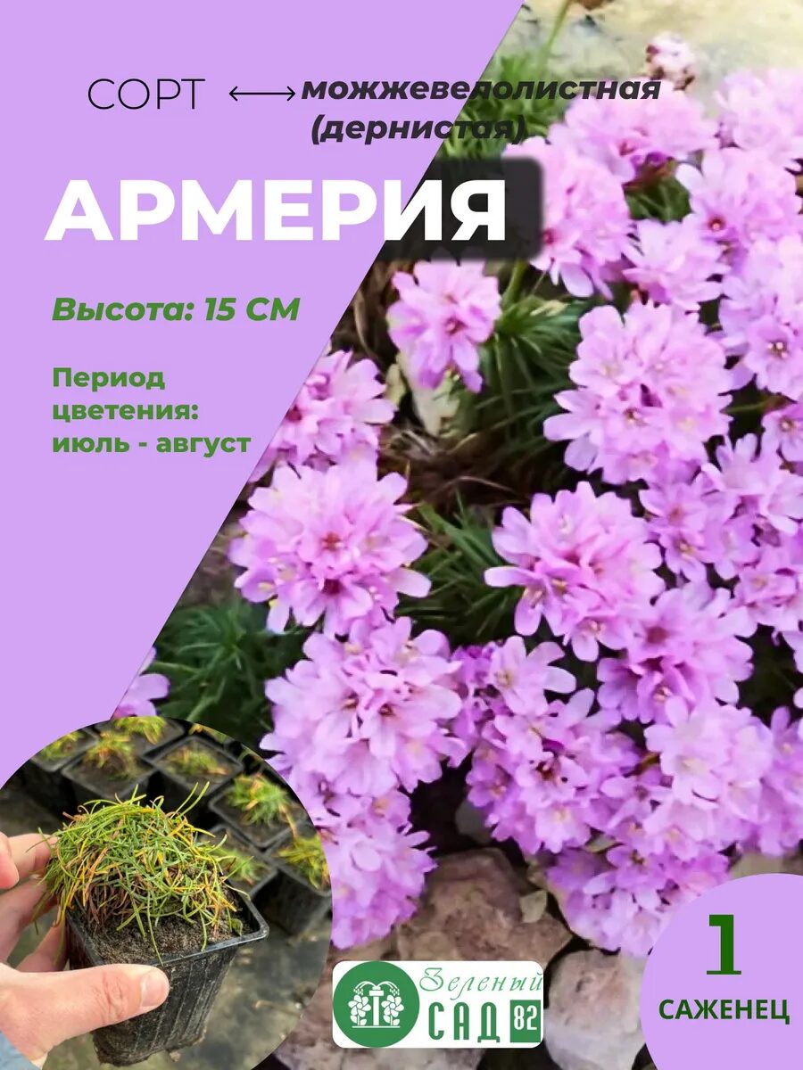 Армерия можжевелолистная саженец ЗКС