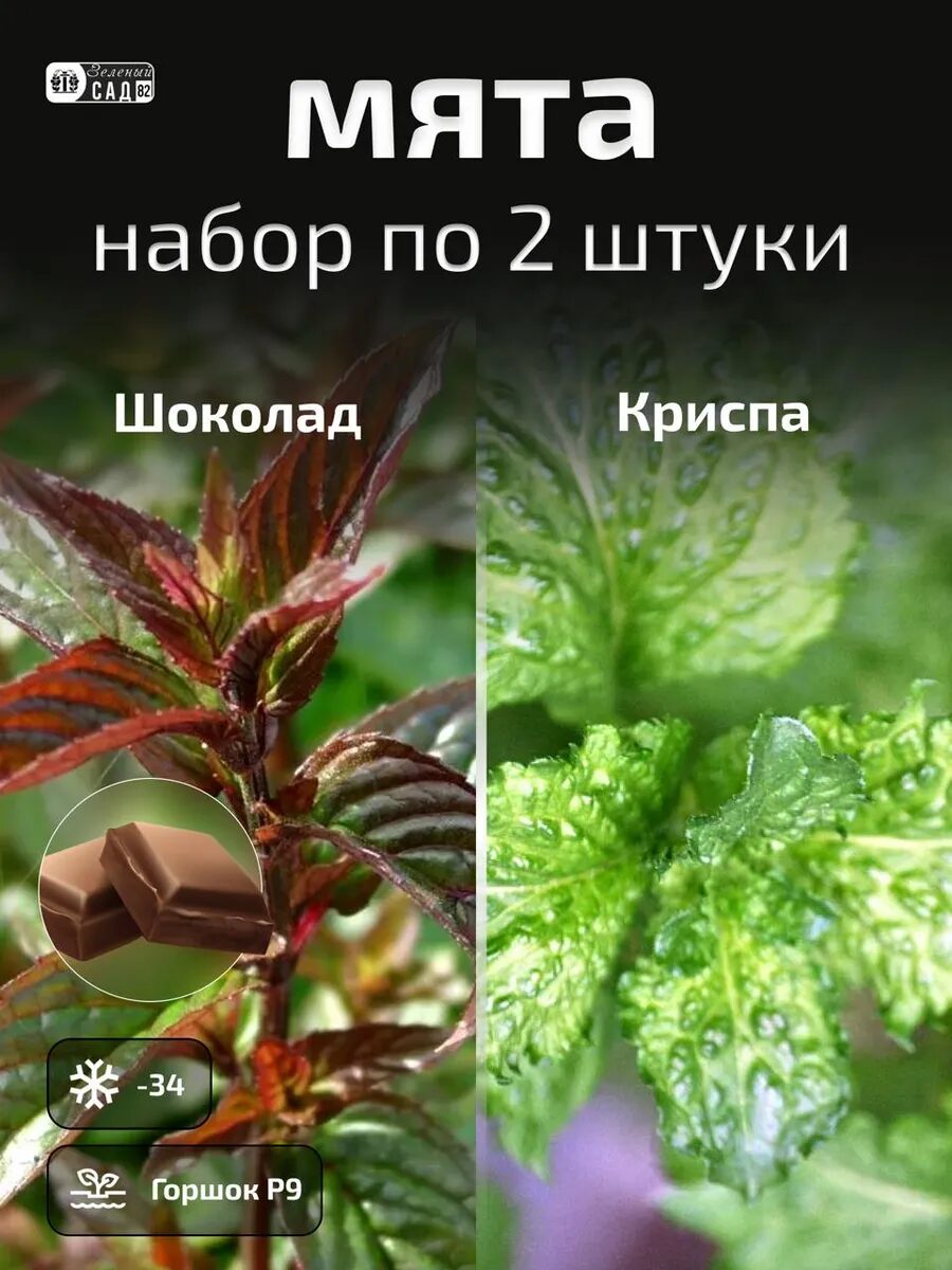 Мята набор 2 саженца ЗКС Криспи и Шоколад