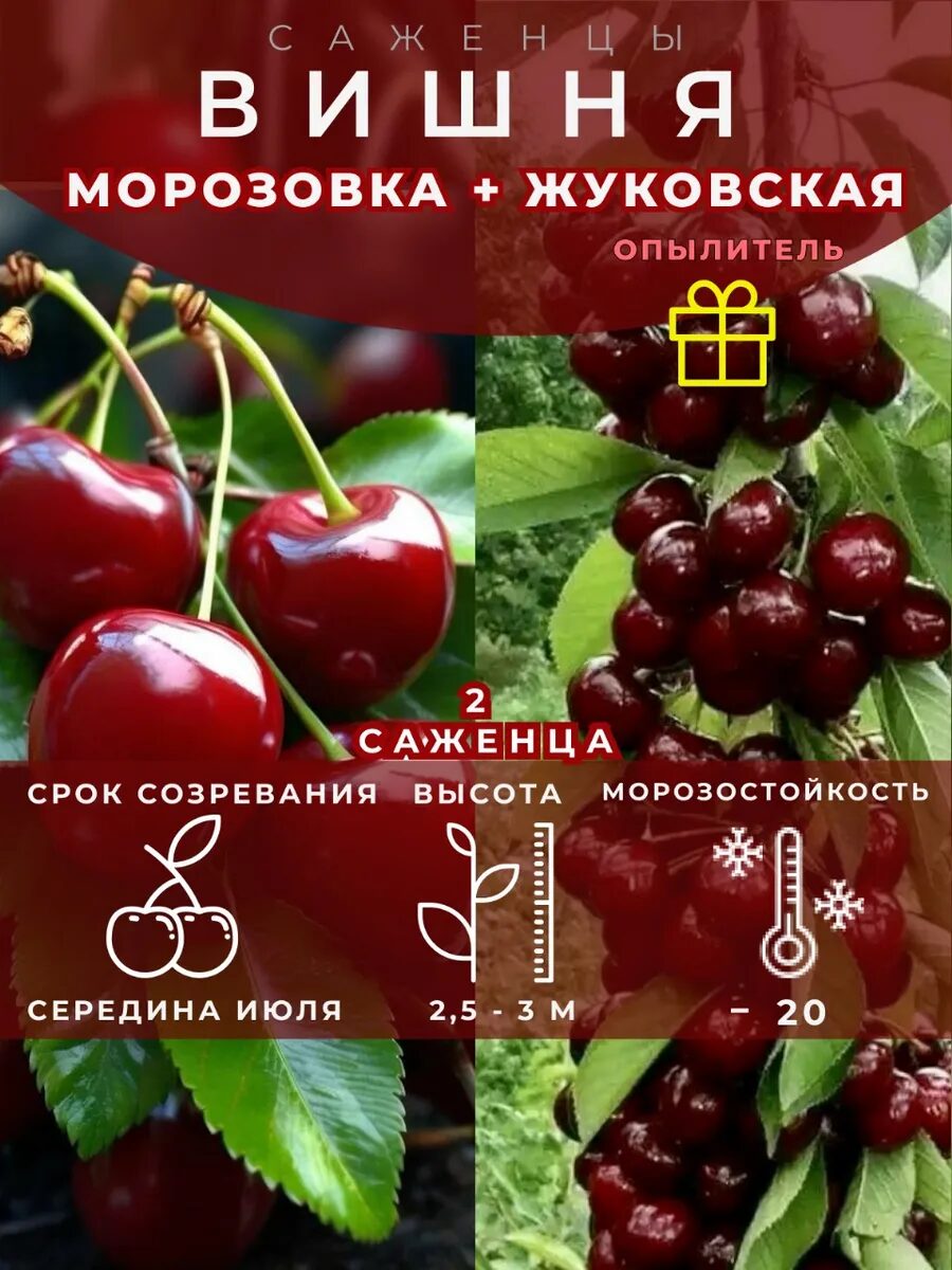 1-93_11zon.jpg Вишня Морозовка и опылитель Жуковская 2 саженца — изображение 1