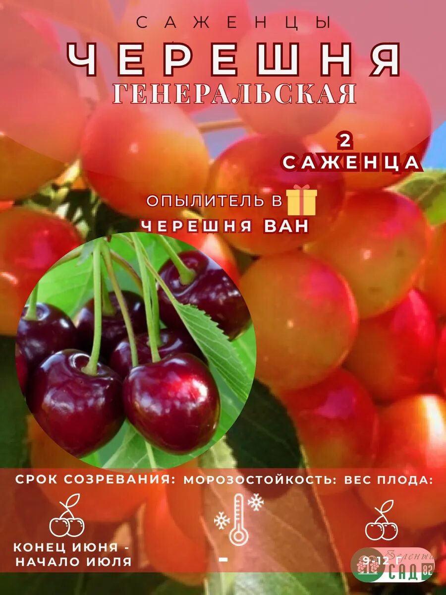 Черешня Генеральская опылитель Ван 2 саженца