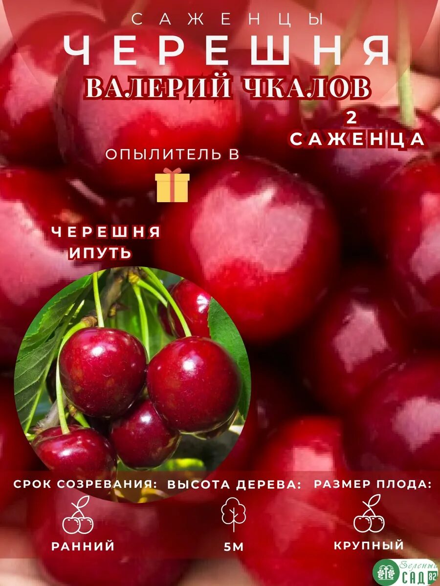 Черешня ранняя Валерий Чкалов опылитель Ипуть 2 саженца