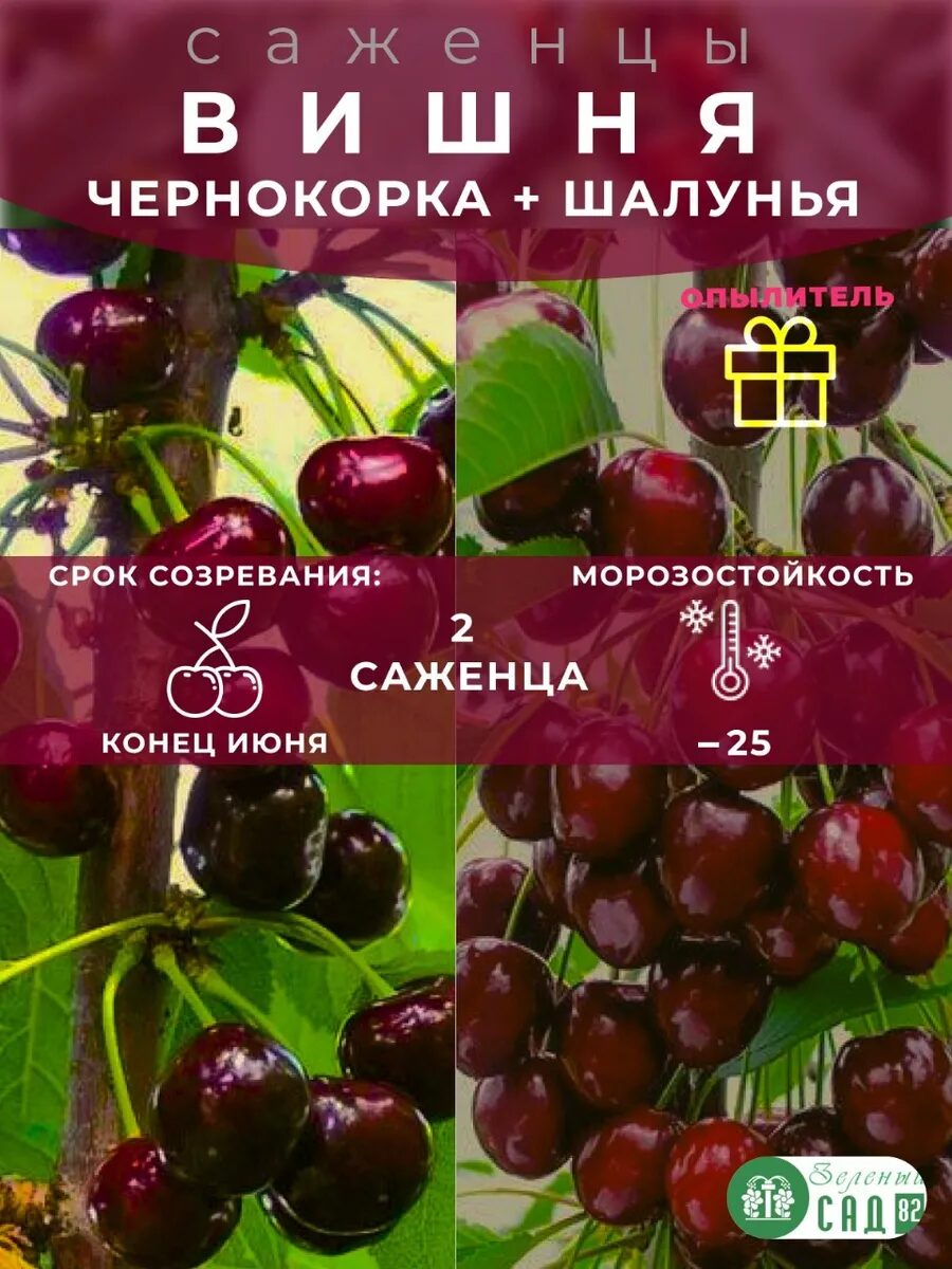 Вишня Чернокорка опылитель Шалунья 2 саженца