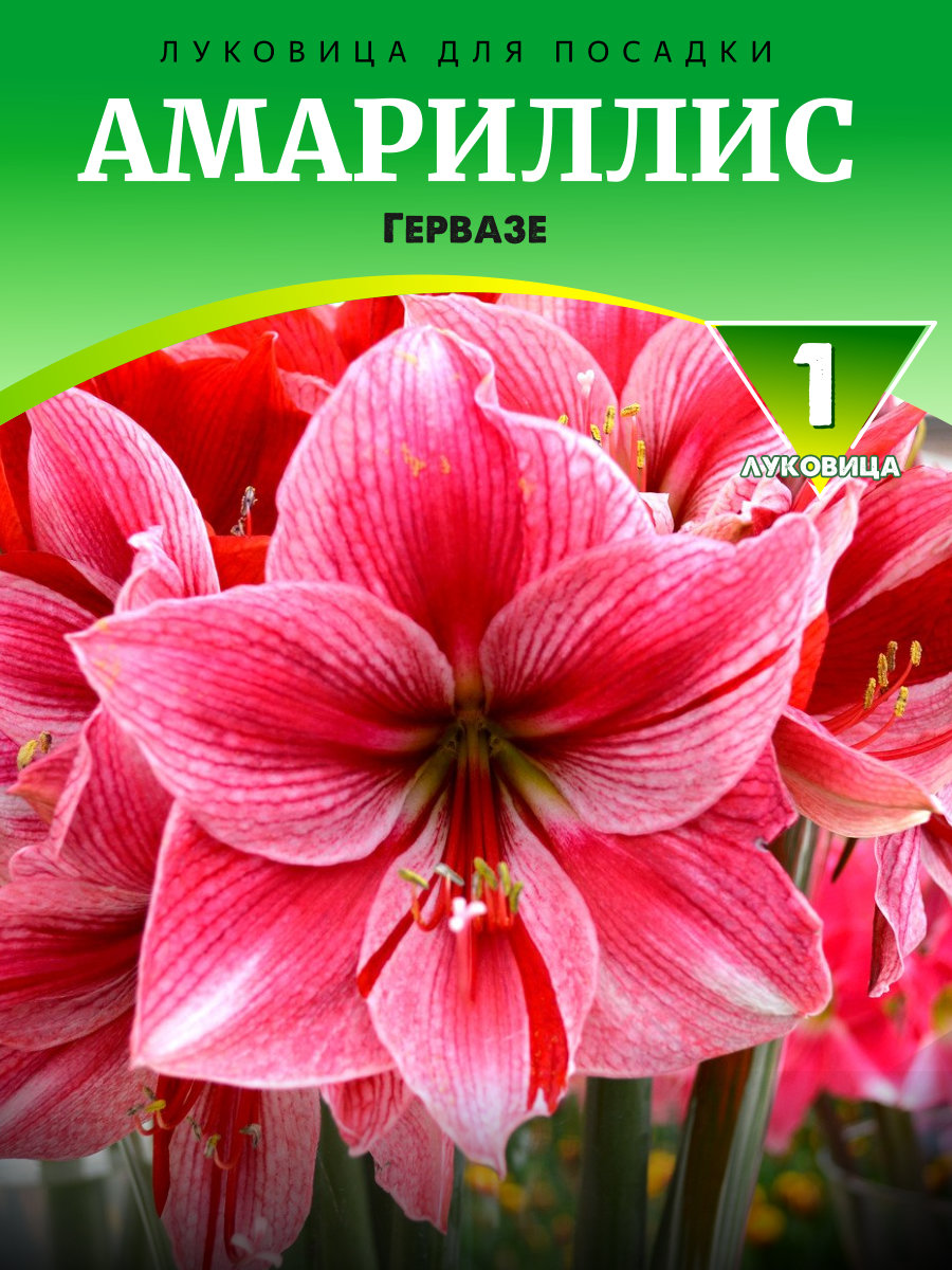 Амариллис Гервазе