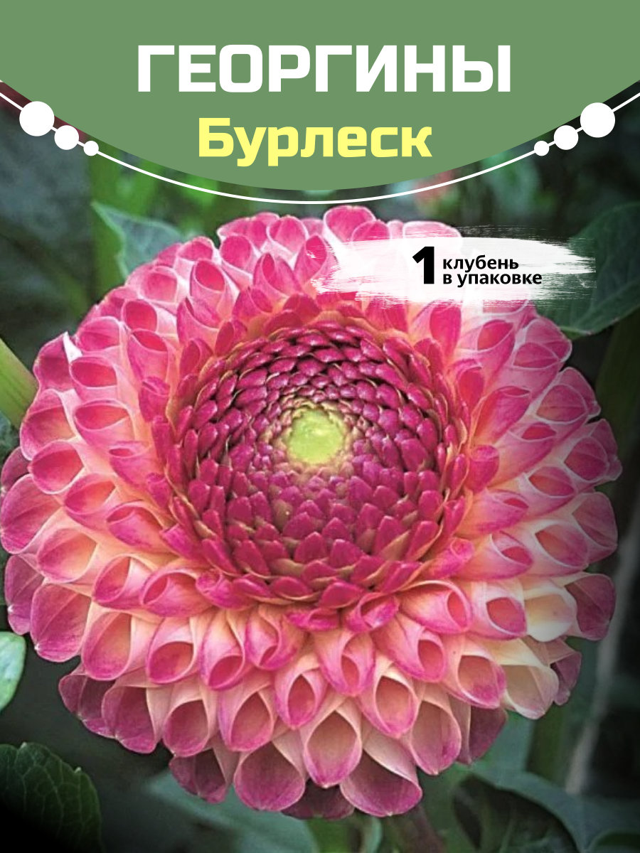 Георгины Бурлеск