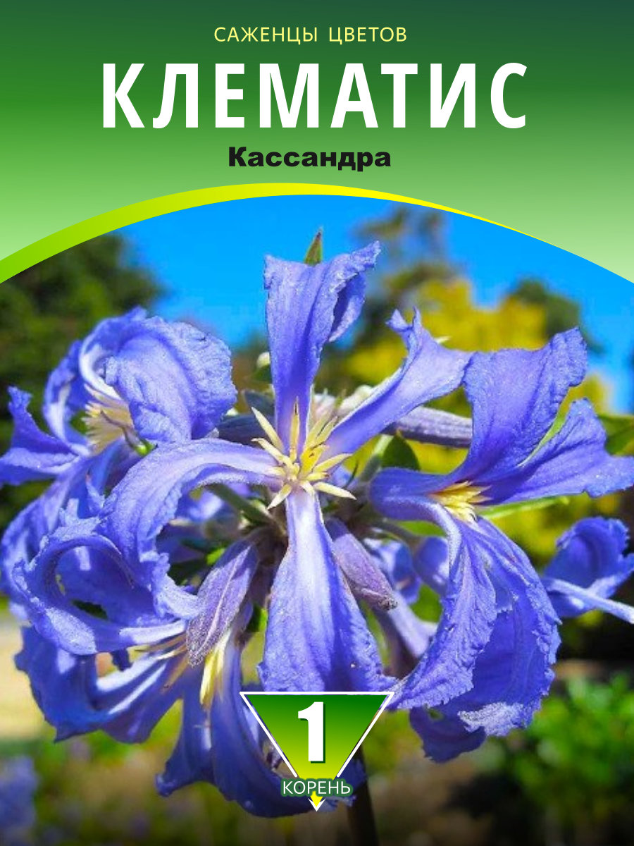 Клематис Кассандра