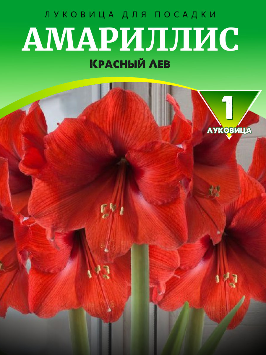 Амариллис Красный Лев