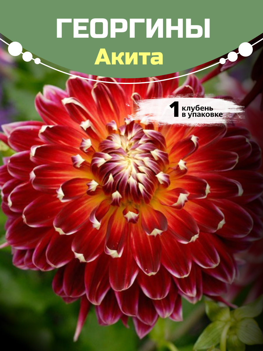2-3.jpg Георгины Акита — изображение 1