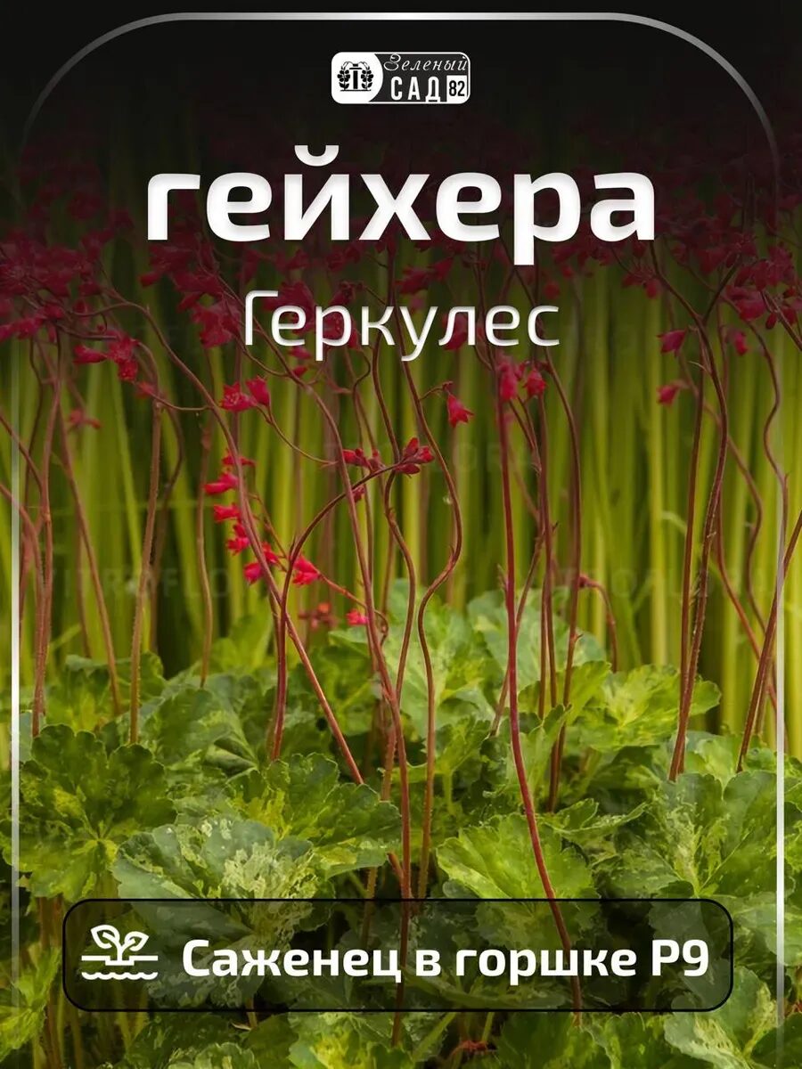 2_11zon.jpg Гейхера Геркулес саженец ЗКС — изображение 1