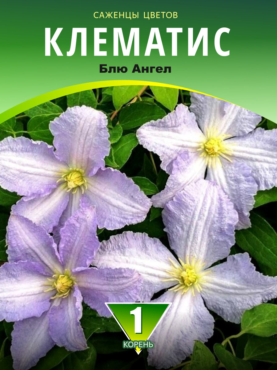 Клематис Блю Ангел