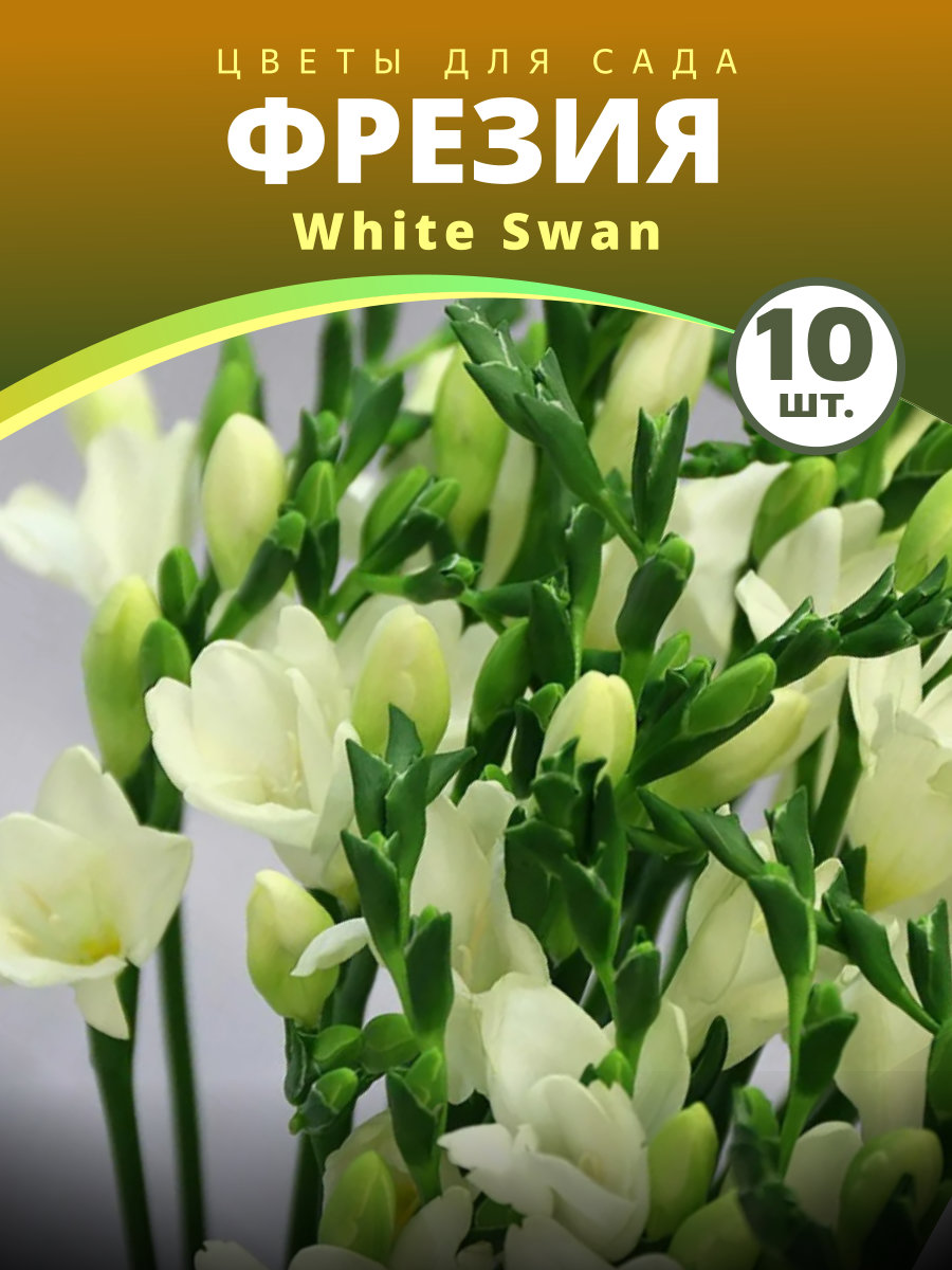 4-4.jpg Фрезия White Swan — изображение 1