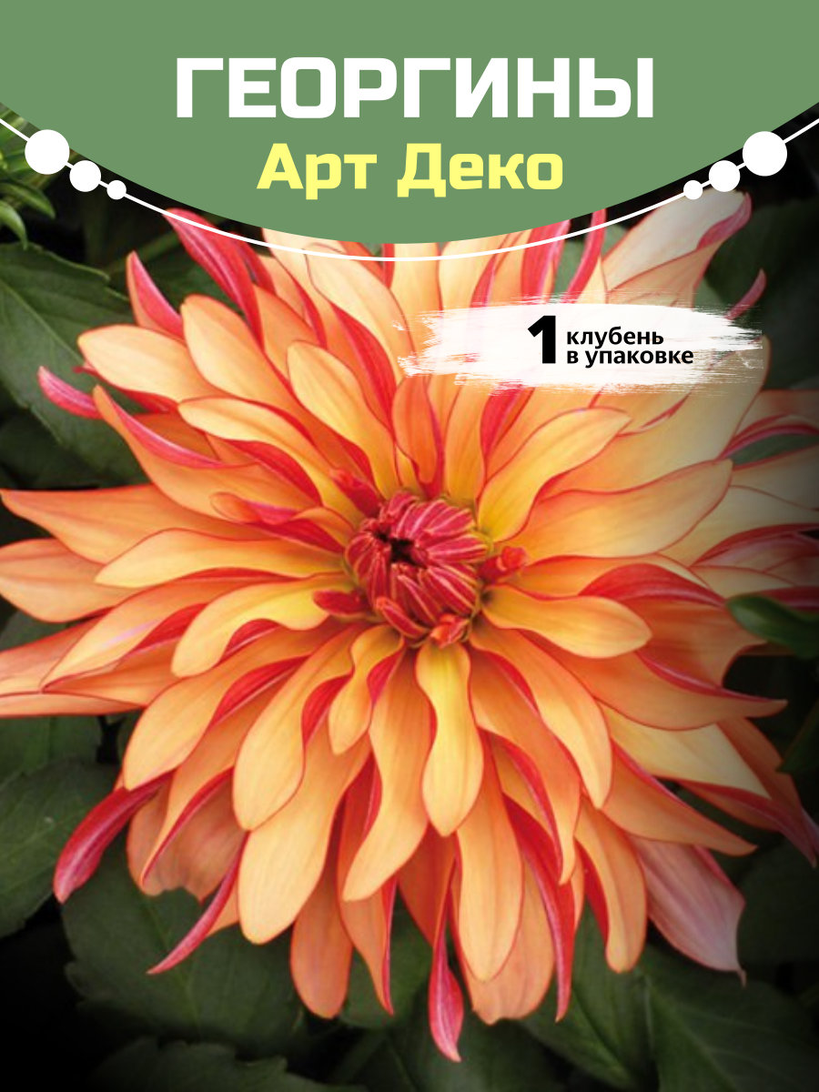 Георгины Арт Деко