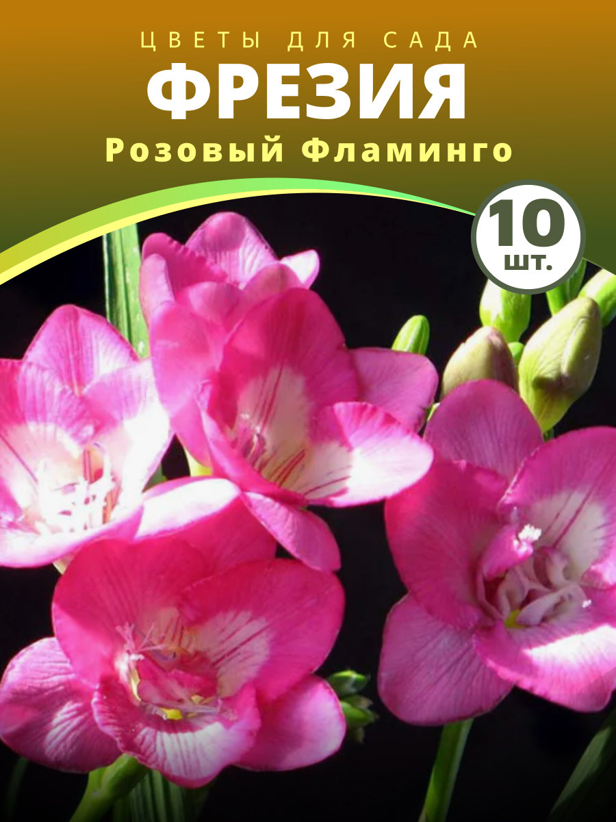 Фрезия Розовый Фламинго