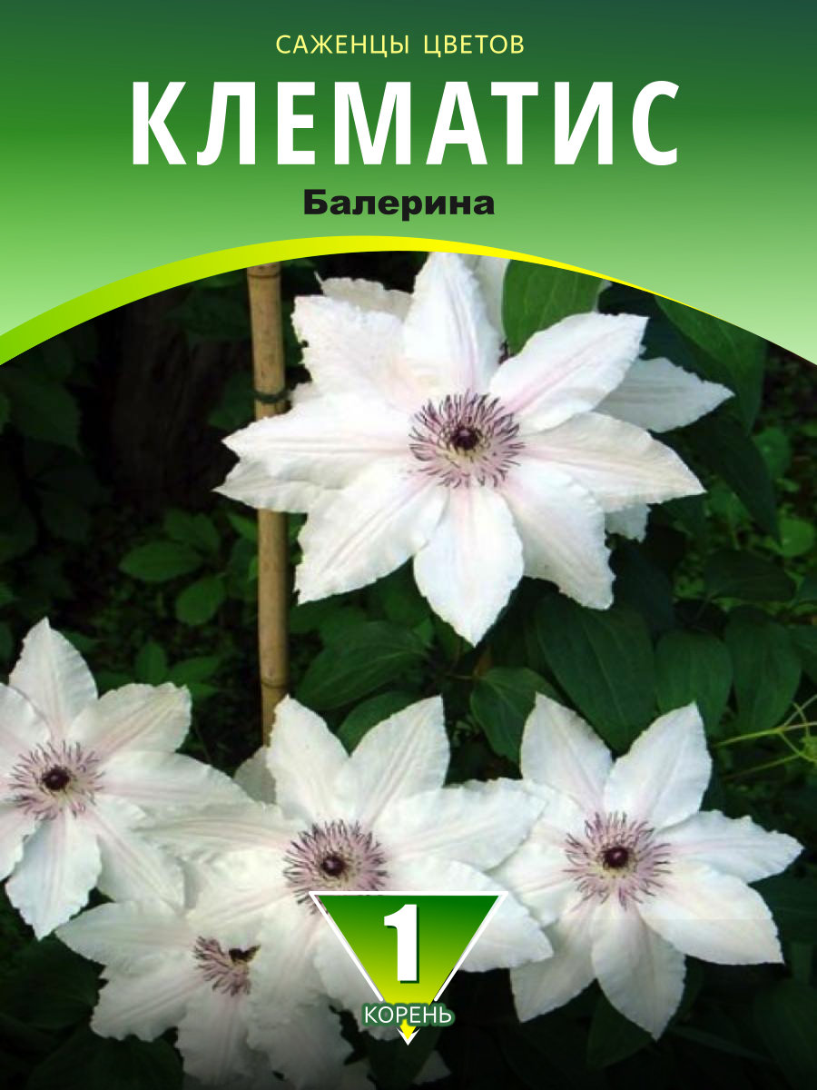 Клематис Балерина