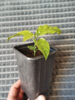 Пассифлора Маэстро — изображение 2