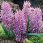 Гадючий лук "Мускари Comosum Plumosum" (5 штук)