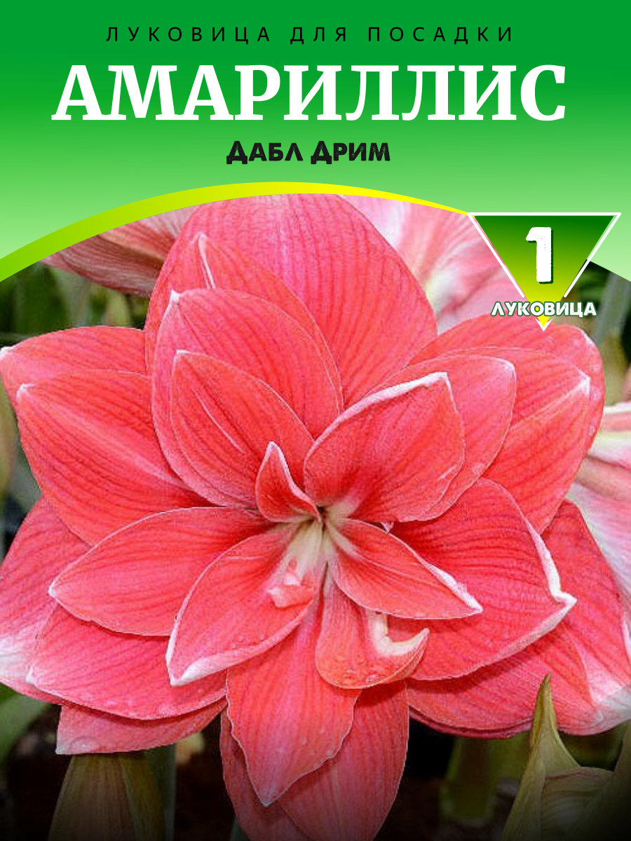 Амариллис Дабл Дрим