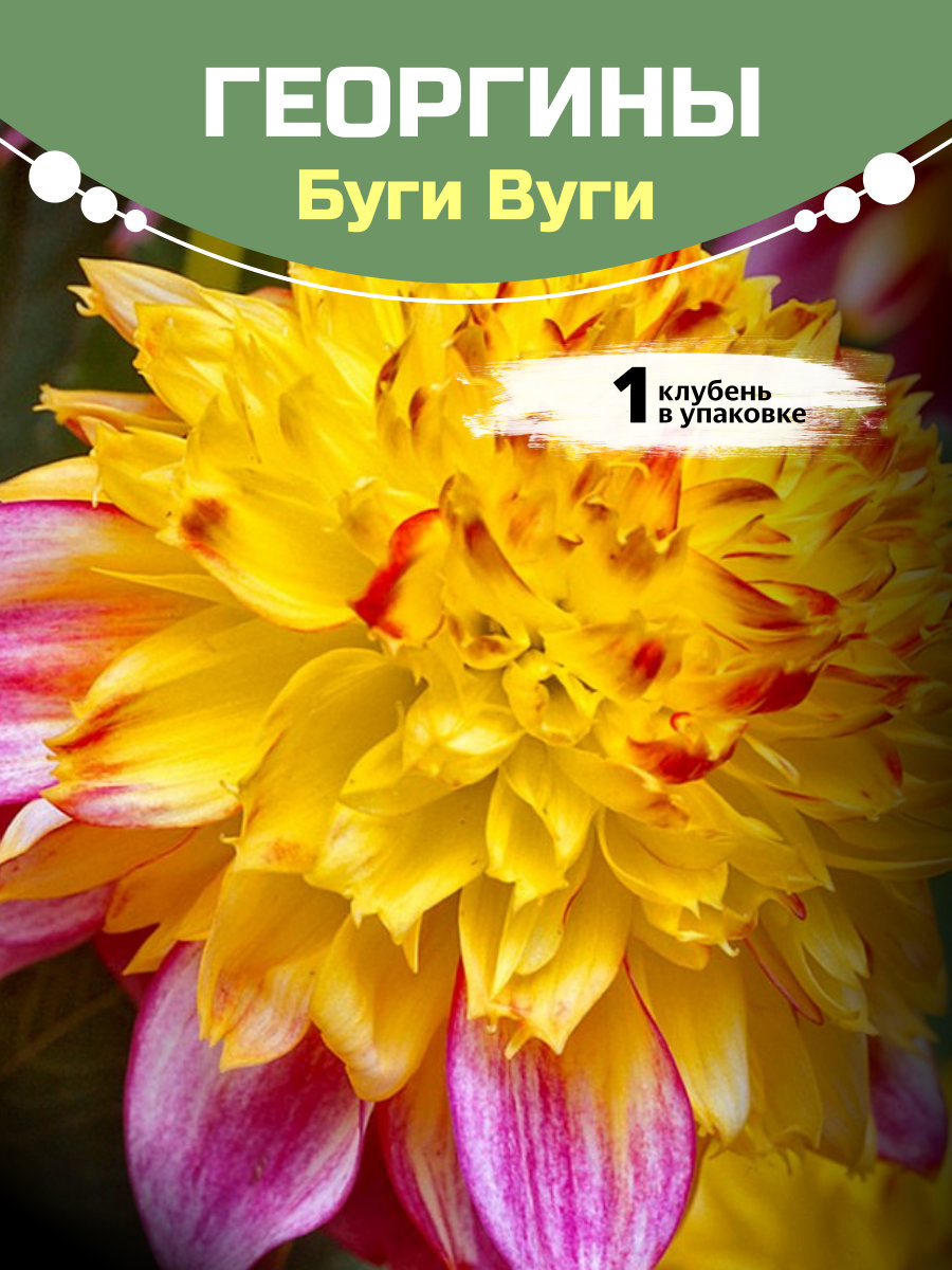 Георгины Буги Вуги