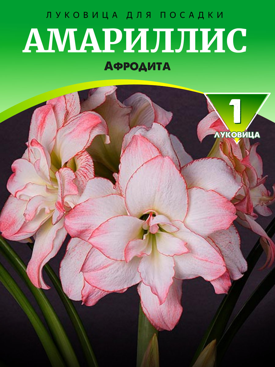 9-1.jpg Амариллис Афродита — изображение 1