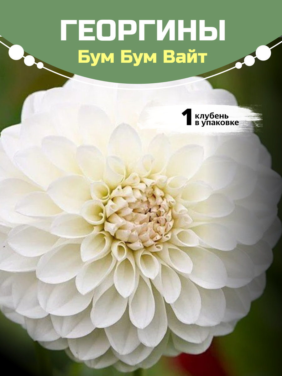 9-3.jpg Георгины Бум Бум Вайт — изображение 1
