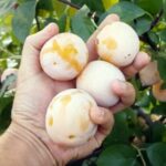 Слива "АФАСКА ЖЕЛТАЯ" — изображение 2