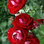 Роза "АЛЛИЛУЙЯ" — изображение 3