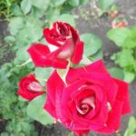 Роза "АЛЬЯНС" — изображение 3