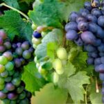 Виноград "АМУР" — изображение 2
