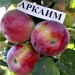 Яблоня "АРКАИМ" — изображение 2