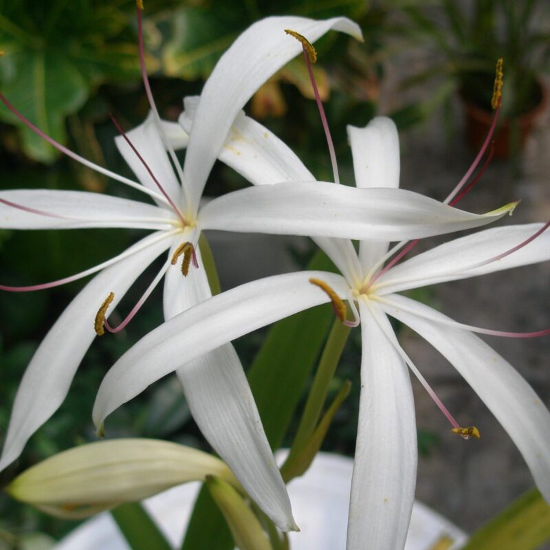 Кринум Asiaticum